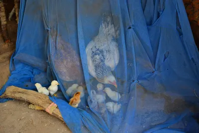 DSC_5326 (Large).JPG